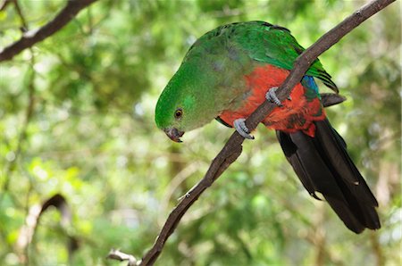 papagaio (pássaro) - Australian King Parrot, Dandenong Ranges National Park, Victoria, Australia Foto de stock - Royalty Free Premium, Número: 600-02659883