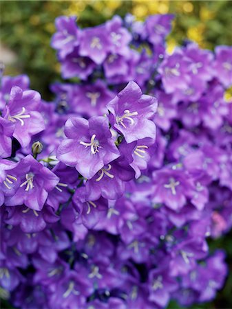 Close-Up of Bluebell Flowers Stock Photo - Premium Royalty-Free, Code: 600-02669219