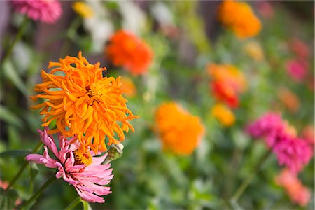 flower private garden nobody - Fleurs colorées dans le jardin Photographie de stock - Premium Libres de Droits, Code: 600-02669270