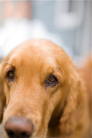 dog heads close up - Portrait of Dog With Snow Flakes on His Hair Stock Photo - Premium Royalty-Free, Code: 600-02669323