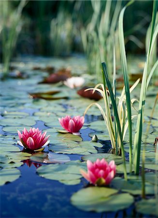 Lily Pads and Lotus Flowers Stock Photo - Premium Royalty-Free, Code: 600-02669384