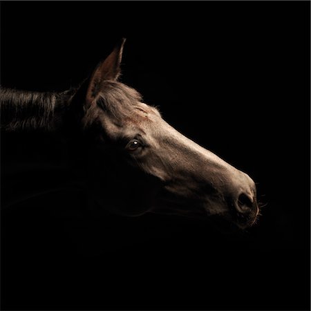 profile portrait black background - Portrait of Horse Stock Photo - Premium Royalty-Free, Code: 600-02669679