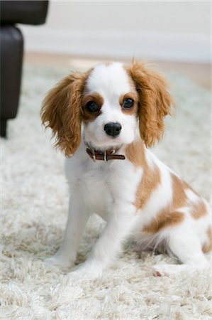 Portrait de King Charles Spaniel Puppy Photographie de stock - Premium Libres de Droits, Code: 600-02669891