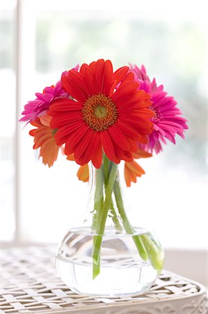 daisies in vase - Gerbera Daisies in Vase Stock Photo - Premium Royalty-Free, Code: 600-02694052