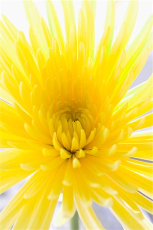 purity (free from pollutants and dirt) - Yellow Spider Mum Stock Photo - Premium Royalty-Free, Code: 600-02694053