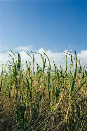 sugar cane - Field of Tropical Sugar Cane, Ishigaki Island, Yaeyama Islands, Okinawa, Japan Foto de stock - Sin royalties Premium, Código: 600-02694435