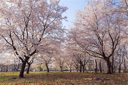 Cherry Blossoms, Tokyo, Japan Fotografie stock - Premium Royalty-Free, Codice: 600-02694451