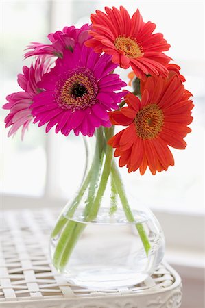 daisy on white - Gerbera Daisies in Vase Stock Photo - Premium Royalty-Free, Code: 600-02694508