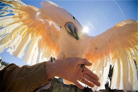 Cockatoo at Best Friends Animal Sanctuary, Kanab, Utah Foto de stock - Sin royalties Premium, Código: 600-02698339