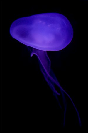 simsearch:600-02265093,k - Jellyfish at Atlanta Aquarium, Atlanta, Georgia, USA Foto de stock - Sin royalties Premium, Código: 600-02698346