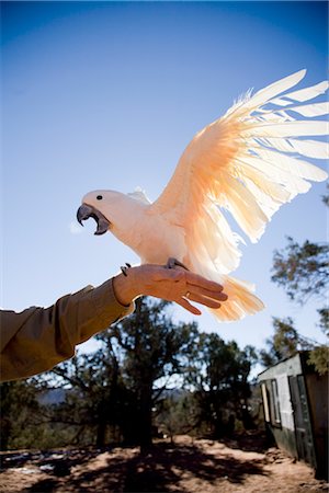 simsearch:700-00528978,k - Cockatoo at Best Friends Animal Sanctuary, Kanab, Utah Foto de stock - Royalty Free Premium, Número: 600-02698340