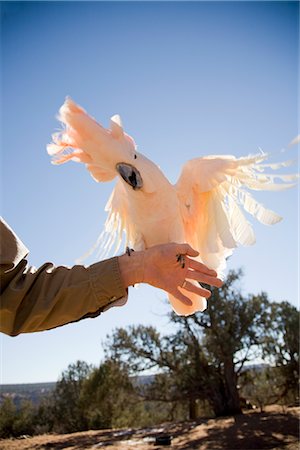 Cockatoo at Best Friends Animal Sanctuary, Kanab, Utah Stock Photo - Premium Royalty-Free, Code: 600-02698341