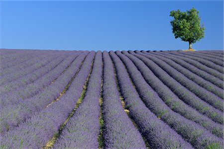 Tree Amongst Rows of Lavender, Vaucluse, Provence Alpes cote d'Azur, France Foto de stock - Sin royalties Premium, Código: 600-02691450