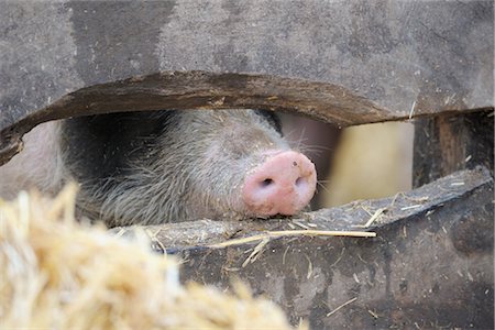 Nez de porcelet piquer à travers la clôture en bois, Bade-Wurtemberg, Allemagne Photographie de stock - Premium Libres de Droits, Code: 600-02691467