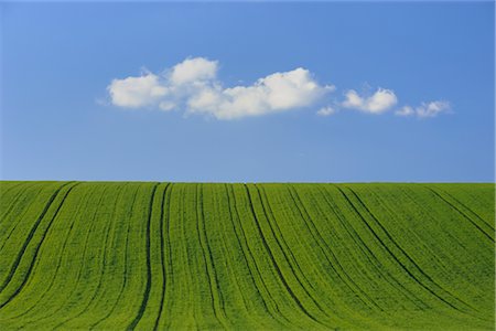 Cornfield in Spring, Spessart, Bavaria, Germany Foto de stock - Sin royalties Premium, Código: 600-02691474