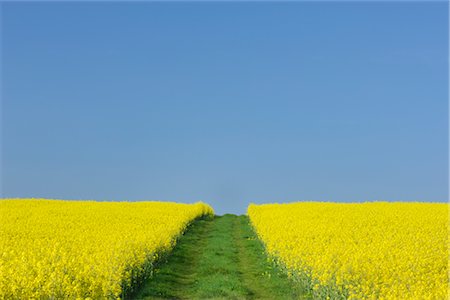 route moins fréquentée - Chemin à travers champ de colza de printemps, Bavière, Allemagne Photographie de stock - Premium Libres de Droits, Code: 600-02691475