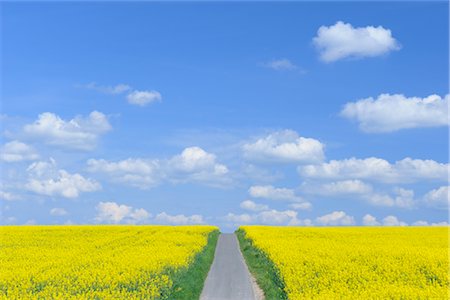 simsearch:600-08232290,k - Road Through Rapeseed Field, Bavaria, Germany Stock Photo - Premium Royalty-Free, Code: 600-02691476