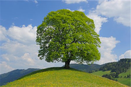 single tree blue sky cloud - Lime Tree on Top of Hill, Canton of Zurich, Switzerland Stock Photo - Premium Royalty-Free, Code: 600-02691478