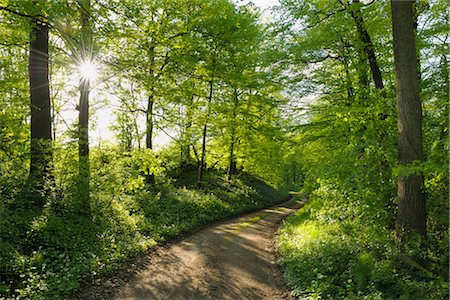 dirt road not people - Road Through Forest in Spring, Spessart, Bavaria, Germany Stock Photo - Premium Royalty-Free, Code: 600-02691471