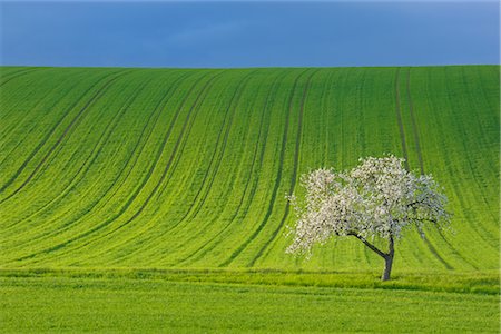 simsearch:600-02912690,k - Corn Field and Blooming Apple Tree in Spring, Spessart, Bavaria, Germany Fotografie stock - Premium Royalty-Free, Codice: 600-02691472