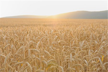 sunset ray - Field in Summer, Bavaria, Germany Stock Photo - Premium Royalty-Free, Code: 600-02691485