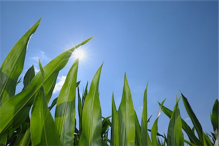 Close-Up of Maize Leaves Against Blue Sky with Sun Stock Photo - Premium Royalty-Free, Code: 600-02691487