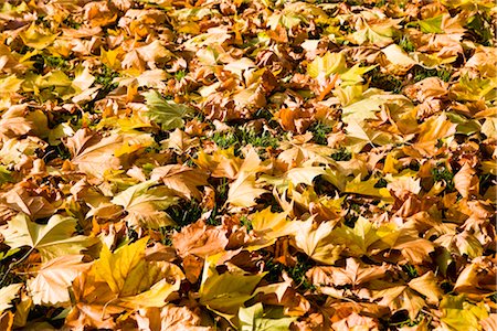 suelo forestal - Autumn Leaves on the Ground Foto de stock - Sin royalties Premium, Código: 600-02691524