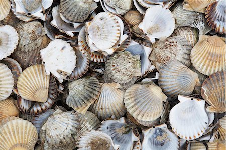 scallops - Scallop Shells, Menemsha, Martha's Vineyard, Massachusetts, USA Stock Photo - Premium Royalty-Free, Code: 600-02693455