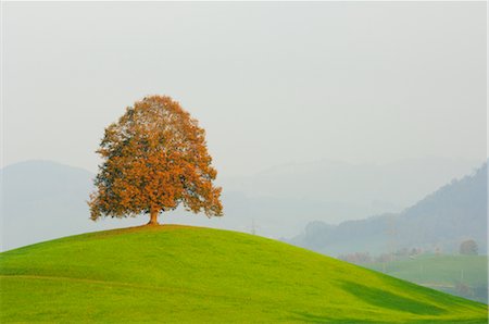 Lime Tree, Switzerland Foto de stock - Sin royalties Premium, Código: 600-02693536