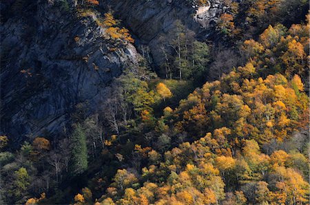 switzerland forest cantons - Mountain Forest, Ticino Canton, Switzerland Stock Photo - Premium Royalty-Free, Code: 600-02693595