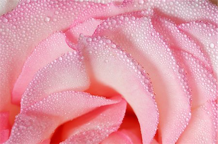 Pink Rose Stock Photo - Premium Royalty-Free, Code: 600-02693600