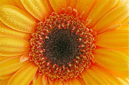 dew on petals - Gerbera Daisy Stock Photo - Premium Royalty-Free, Code: 600-02693603