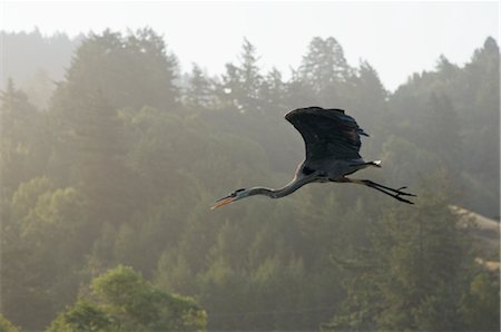 Heron Flying, Jenner, California, USA Stock Photo - Premium Royalty-Free, Code: 600-02700879