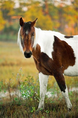 Portrait de cheval sauvage au lever du soleil dans la baie de Chincoteague, Chincoteague, en Virginie, Etats-Unis Photographie de stock - Premium Libres de Droits, Code: 600-02700893