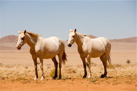 Wild Horses, Aus, Karas Region, Namibia Foto de stock - Sin royalties Premium, Código: 600-02700905