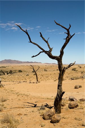 Dead Tree in Desert, Aus, Karas Region, Namibia Foto de stock - Sin royalties Premium, Código: 600-02700909