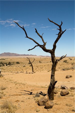 simsearch:600-02700941,k - Dead Tree in Desert, Aus, Karas Region, Namibia Stock Photo - Premium Royalty-Free, Code: 600-02700909