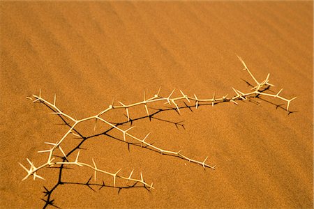 simsearch:879-09189814,k - Thorn Bush sur le sable, le Parc National de Namib-Naukluft en Namibie Photographie de stock - Premium Libres de Droits, Code: 600-02700917