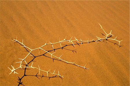 Thorn Bush on Sand,Namib-Naukluft National Park, Namibia Stock Photo - Premium Royalty-Free, Code: 600-02700917