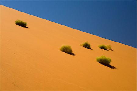 sossusvlei - Plantes sur la Dune de sable, Parc National de Namib-Naukluft en Namibie Photographie de stock - Premium Libres de Droits, Code: 600-02700920