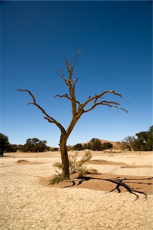 dead tree in desert - Dead Tree, Namib-Naukluft National Park, Namibia Stock Photo - Premium Royalty-Free, Code: 600-02700923