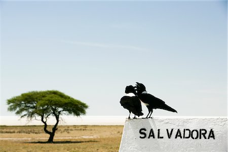 Two Birds at Salvadora Waterhole, Etosha Pan, Etosha National Park, Kunene Region, Namibia Stock Photo - Premium Royalty-Free, Code: 600-02700941