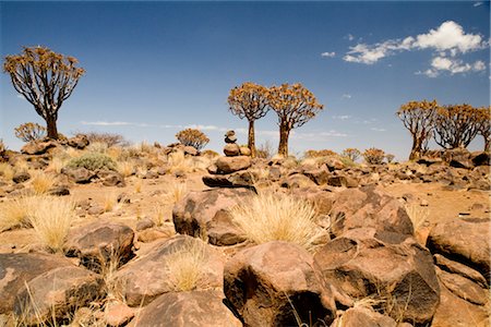 dry trees dry lands - Kokerboom, Keetmanshoop, Namibia Stock Photo - Premium Royalty-Free, Code: 600-02700985