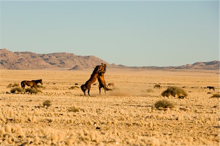 sauvage (comportement) - Chevaux, Aus, région de Karas, Namibie Photographie de stock - Premium Libres de Droits, Code: 600-02700996