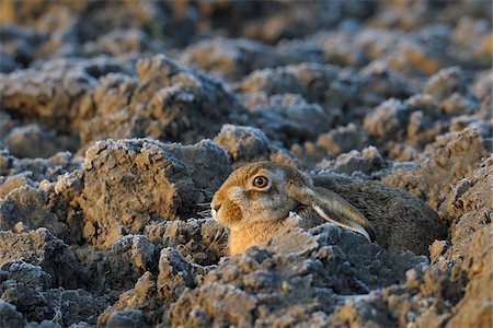 European Hare Photographie de stock - Premium Libres de Droits, Code: 600-02701068