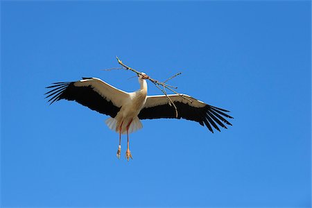 simsearch:600-03478681,k - White Stork Flying Foto de stock - Sin royalties Premium, Código: 600-02701071