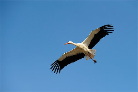 simsearch:841-05783256,k - White Stork Flying Photographie de stock - Premium Libres de Droits, Code: 600-02701072