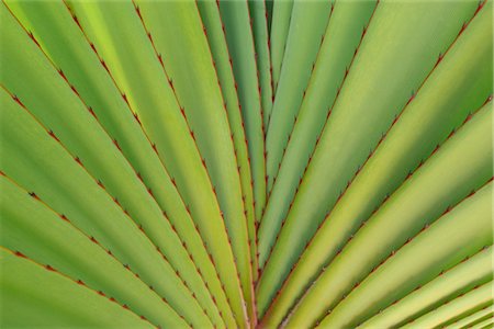 Close-up of Pandanus (Screwpine) Leaves,Grand Canaria, Spain Stock Photo - Premium Royalty-Free, Code: 600-02724697