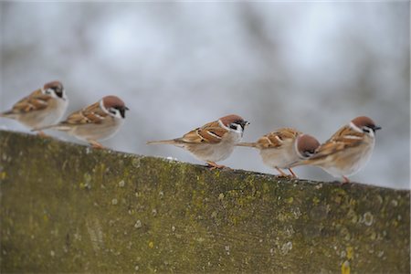 five animals - Five Sparrows Stock Photo - Premium Royalty-Free, Code: 600-02724698