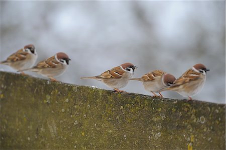 pájaro cantor - Five Sparrows Foto de stock - Sin royalties Premium, Código: 600-02724698